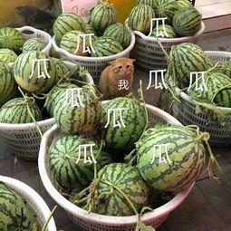 娱乐吃热瓜,揭秘明星幕后故事